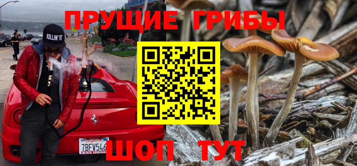 Каспийск  Псилоцибиновые грибы Cubensis  Вход с VPN 